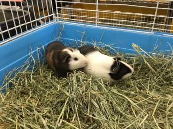 Rescue Guinea Pig Guinea Pigs for Adoption in San Diego, California - Moscovitz ( Bonded To Thermo) | PetCurious